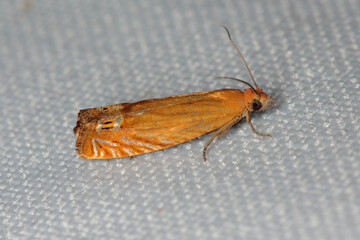 Lathronympha strigana is a species of moth in the family Tortricidae. Larvae feed on Hypericum species (St. John's worts).