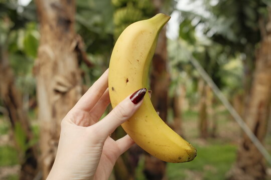 Hand holding banana