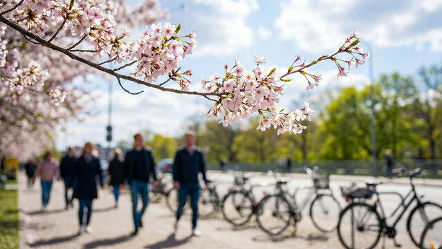 People walking along the path under blooming cherry blossom trees  