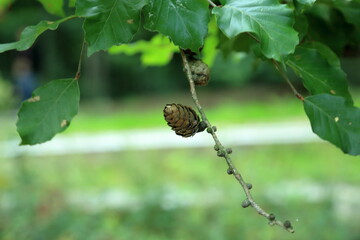 Alnus Glutinosa Woody Female Cones and Green Leaves in Forest Habitat