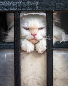 Grumpy longhair white cat looking through black iron bars with a funny annoyed expression
