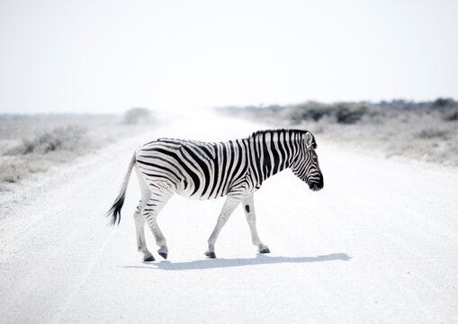 Zebra in the park, Kunene Region, Etosha, Namibia