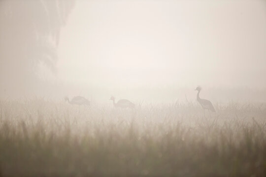 three black crowned-cranes (balearica pavonina ceciliae) in morning mist in alemgono wetland in kaffa region near Bonga in Ethiopia