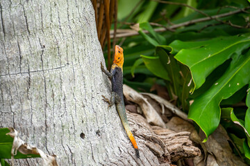 Florida Red-Headed Rock Agama Resting on Tree in Habitat