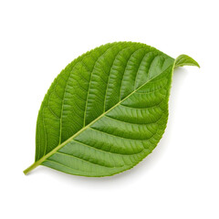 Obraz premium A vibrant green leaf with prominent veins and a smooth texture.