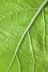 Leaf veins macro background for design