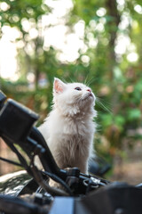 Obraz premium cat on the bike 