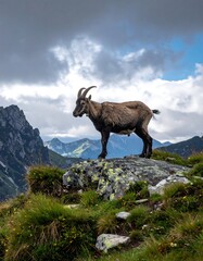 Ibex stands proudly atop a rocky peak, with blurred mountains and cloudy skies in the background
