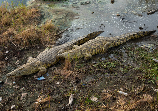 Felix Houphouet-Boigny's sacred crocodiles living in the artificial lake of the presidential palace, R&eacute;gion des Lacs, Yamoussoukro, Ivory Coast