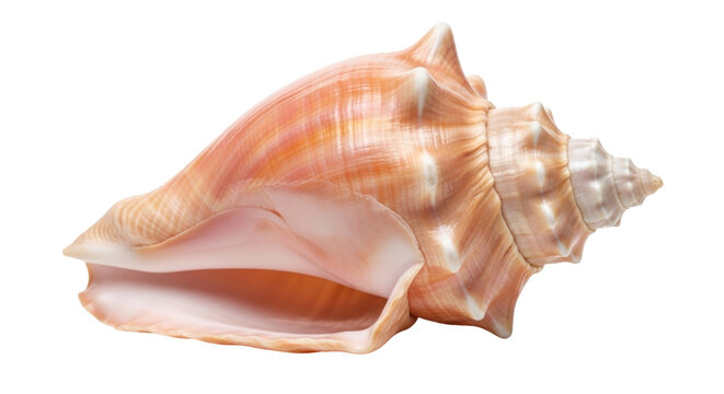 Isolated ornate spiral seashell with textured shell patterns in warm sandy shades