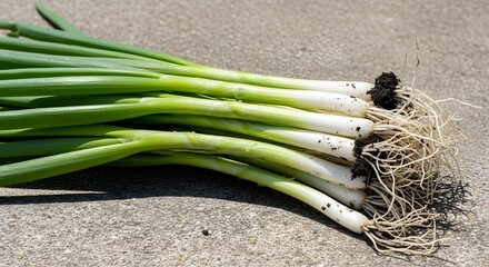 Freshly harvested organic green onions with roots and soil lying on a concrete surface in the sun.