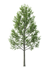 ultra-realistic uhd photograph of a healthy deciduous tree with a dense canopy of emerald green leaves, isolated on a seamless transparent background. asset for architectural visualization