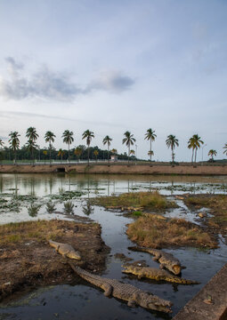 Felix Houphouet-Boigny's sacred crocodiles living in the artificial lake of the presidential palace, R&eacute;gion des Lacs, Yamoussoukro, Ivory Coast