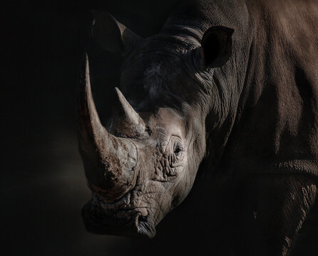 Portrait de rhinoc&eacute;ros m&acirc;le adulte