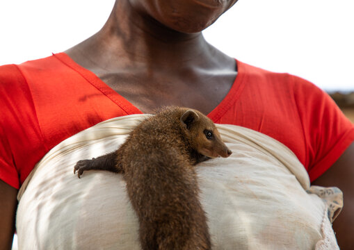 Mongoose pet on the chest of an african woman, Gu&eacute;mon, Bangolo, Ivory Coast