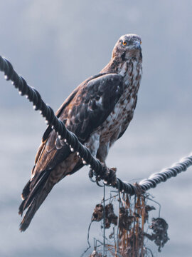 Crested honey buzzard (Pernis ptilorhynchus) sitting on a wire in a winter morning