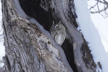 洞で寝るオオコノハズク