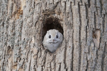 巣穴から顔を出すエゾモモンガ