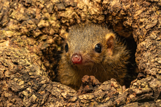 Javan Treeshrew 