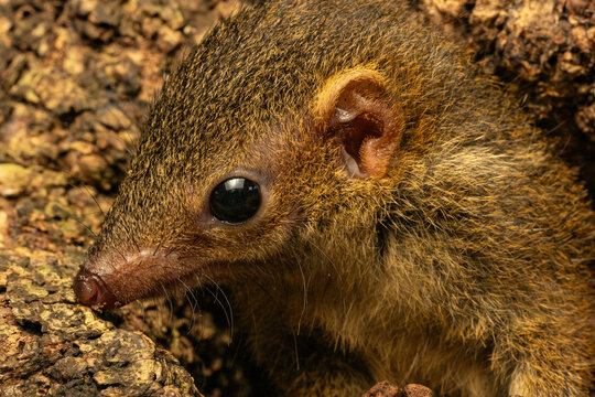 Javan Treeshrew 