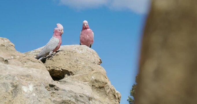 Galah Pink and Grey Cockatoo Australian Birds
