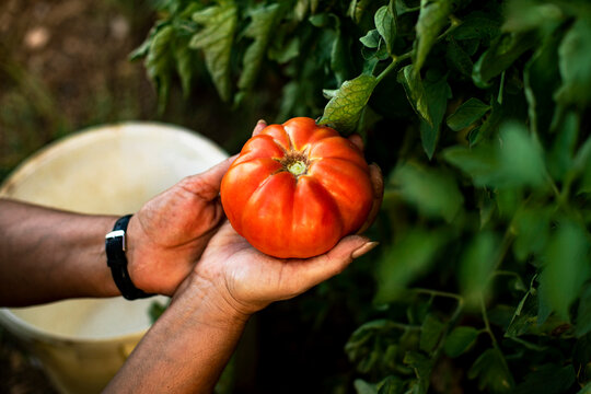 Hands of a woman holding a tomato