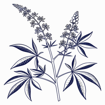 vitex agnus