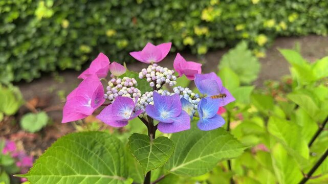 Close up of lacecap hydrangea Zorro variety with blue and pink petals on flowering shrub in England
