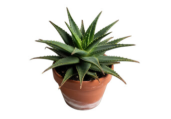 Potted Aloe Vera Plant with Thick Green Leaves in Brown Pot