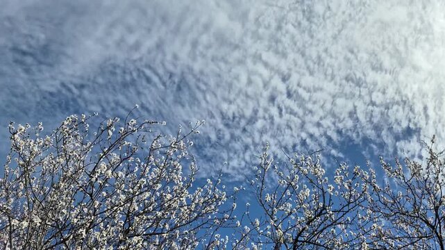 Almond tree branches blooming with white flowers swaying in the wind against a blue sky and soft clouds background, spring floral landscape with cherry blossom aesthetic, sunny day, nature footage