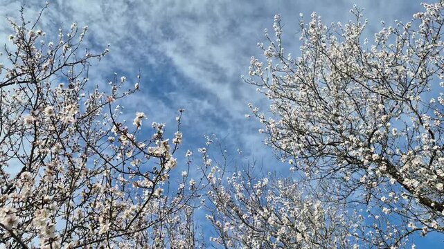 Almond tree branches blooming with white flowers swaying in the wind against a blue sky background, spring floral landscape with cherry blossom aesthetic, sunny day, nature footage, copy space.
