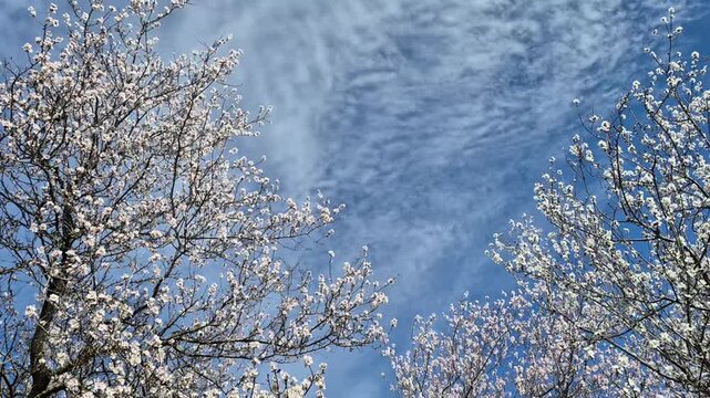 Almond tree branches blooming with white flowers swaying in the wind against a blue sky and soft clouds background, spring floral landscape with cherry blossom aesthetic, sunny day, nature footage