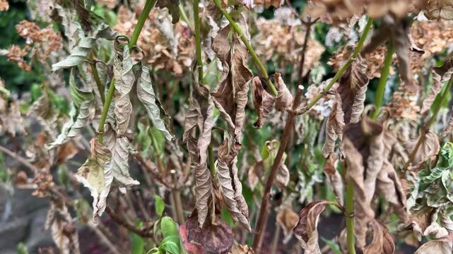Close up of wilted drooping leaves on hydrangea plant due to drought stress in garden in England