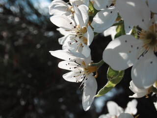 Macro shot of white pear blossoms blooming in the spring garden.