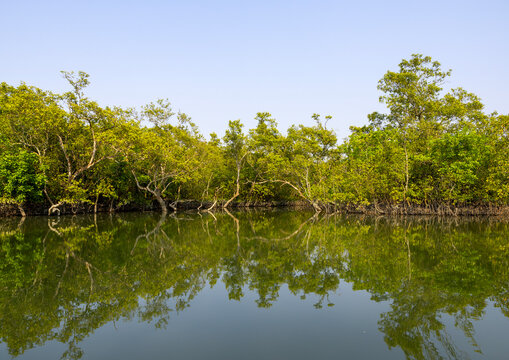 Mangrove in the Sundarbans, Khulna Division, Shyamnagar, Bangladesh