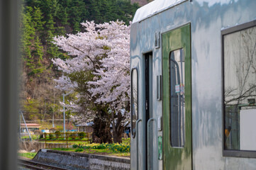 Japanese Cherry Blossom or Sakura and natural rural country train staion with blue sky day in Iwate, Japan