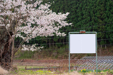 Japanese Cherry Blossom or Sakura and natural rural country train staion with blue sky day in Iwate, Japan