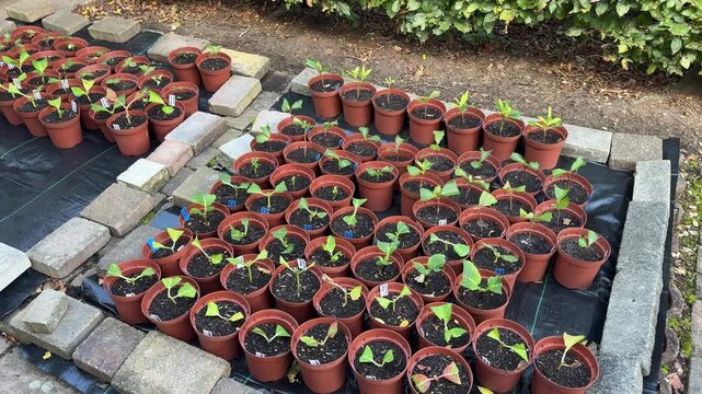 Propagated hydrangea cuttings in rows of pots for cultivation and nursery growing in England