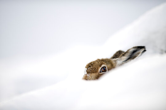 UK, Scotland, Mountain Hare hiding in snow