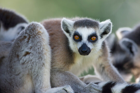 Portrait of ring-tailed lemur