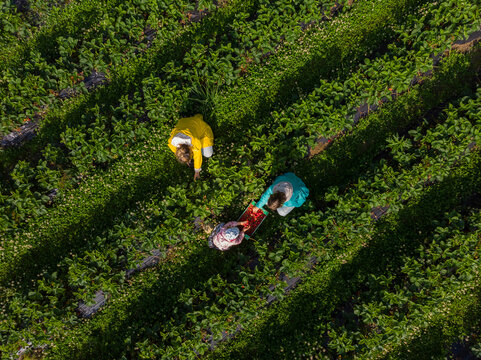 Picking strawberries on a field