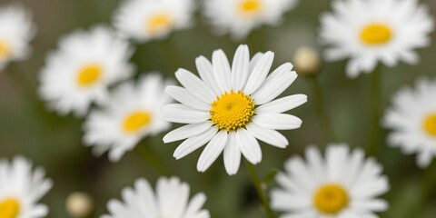 White daisy flowers stand out with their bright yellow centers in a garden setting