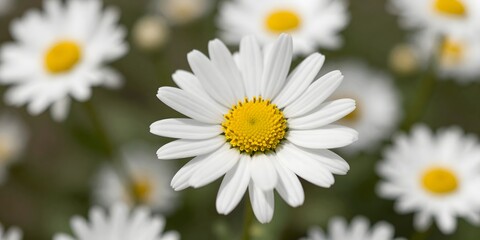 Fototapeta premium Close up of vibrant daisy flower with white petals and a bright yellow center