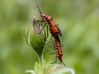 a pair of Dysdercus cingulatus on a flower with a blurred background
