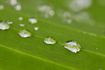 green leaf with water drops