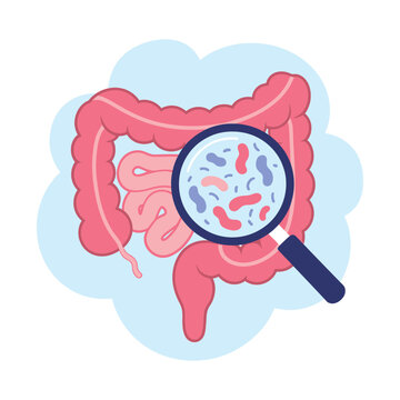 Illustration of the human intestine with a magnifying glass examining gut bacteria