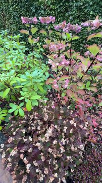 Hydrangeas and rhododendron shrubs planted together in autumn garden bed with seasonal foliage in England