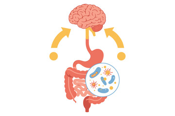 The gut brain connection illustrating bidirectional communication between the digestive system and brain