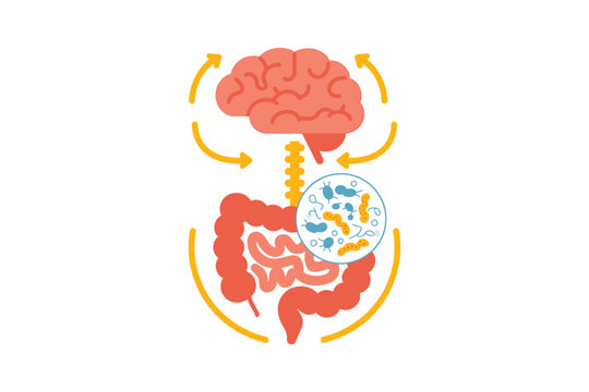 The gut brain connection illustrated with a human digestive system and brain