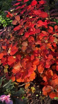 View of Cotinus coggygria Royal Purple in autumn